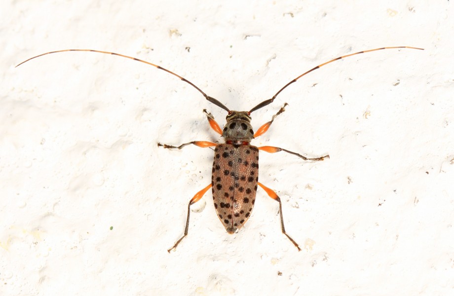 Day 163 - Longhorn Beetle - Hyperplatys aspersa, Woodbridge, Virginia