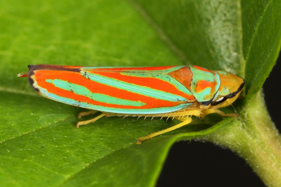 Day 193 - Red-banded Leafhopper - Graphocephala coccinea, Woodbridge, Virginia