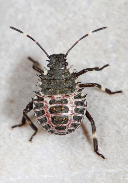 Day 194 - Brown Marmorated Stink Bug nymph - Halyomorpha halys, Woodbridge, Virginia