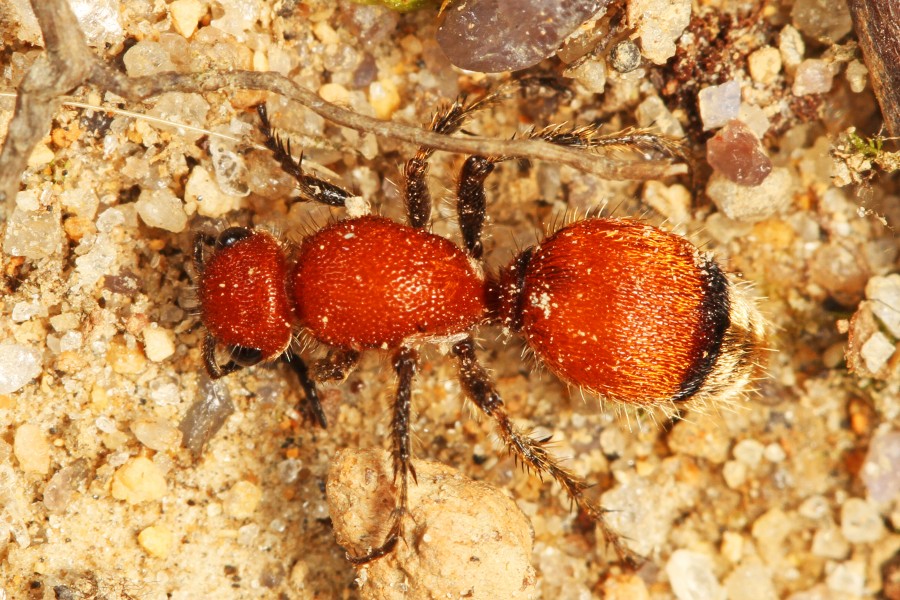 Day 195 - Velvet Ant (Mutillid Wasp) - Dasymutilla species, Leesylvania State Park, Woodbridge, Virginia