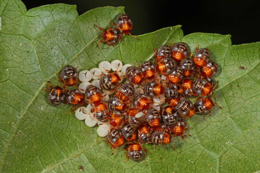Day 221 - Stink Bug nymphs, Meadowood Farm SRMA, Mason Neck, Virginia