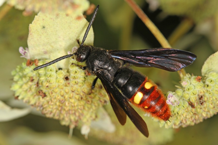Day 233 - Blue-winged Wasp - Scolia dubia, Meadowood Farm SRMA, Mason Neck, Virginia
