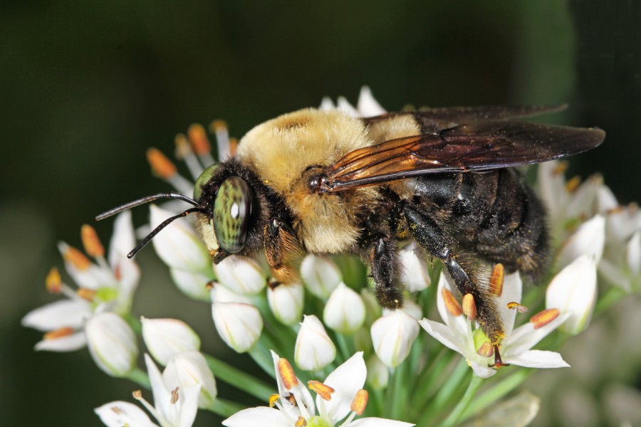 Day 242 - Carpenter Bee - Xylocopa virginica, Woodbridge, Virginia