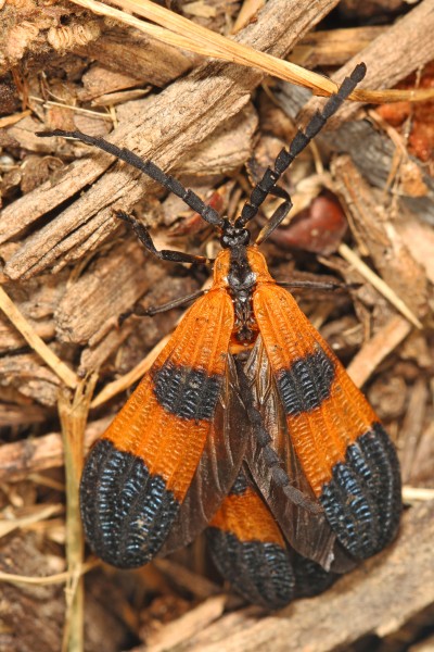 Day 245 - Net-winged Beetle, Spotsylvania, Virginia