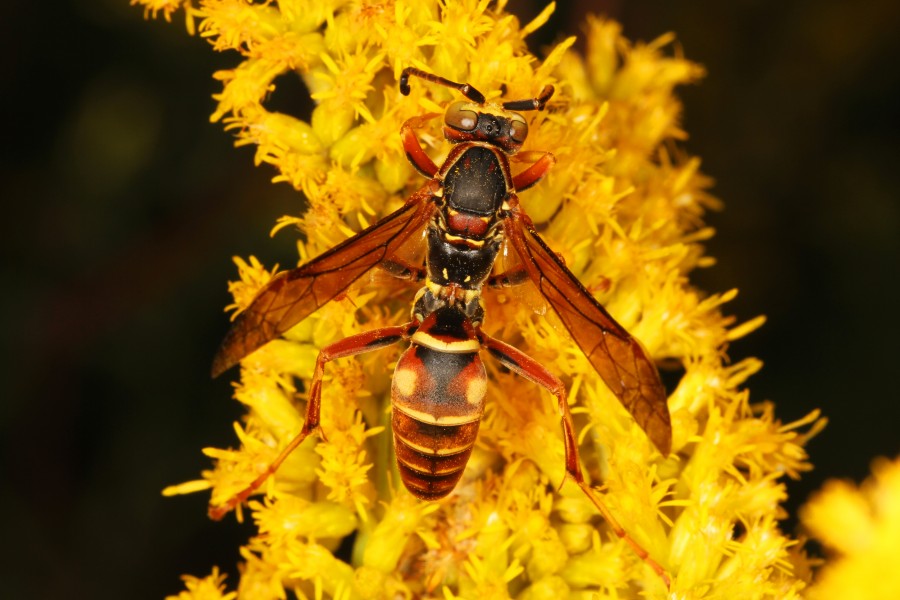 Day 268 - Paper Wasp - Polistes fuscatus, Meadowood Farm SRMA, Mason Neck, Virginia