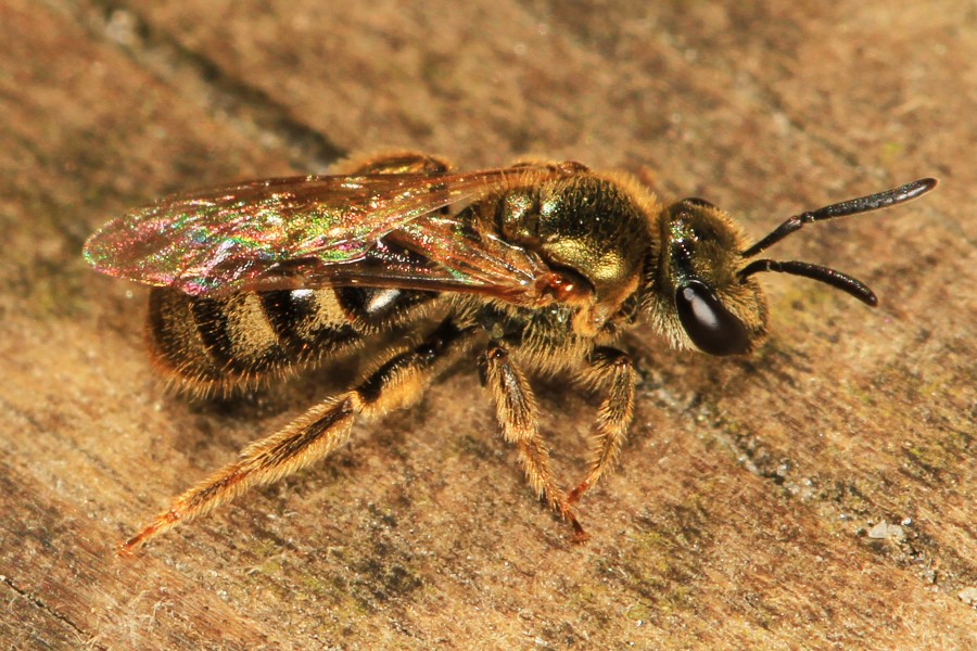 Day 85 - Sweat Bee - Lasioglossum species, Leesylvania State Park, Woodbridge, Virginia