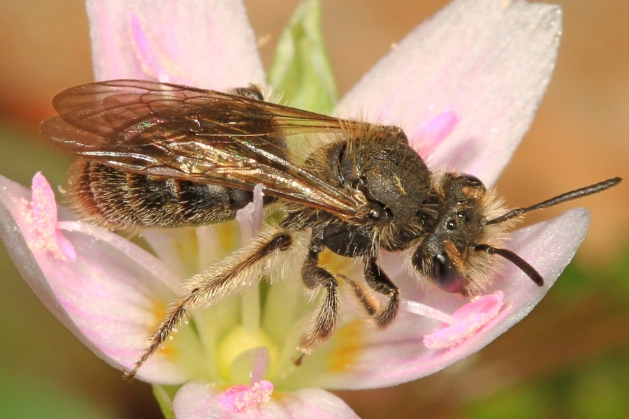Day 94 - Spring Beauty Bee - Andrena erigeniae, Riverbend Park, Great Falls, Virginia