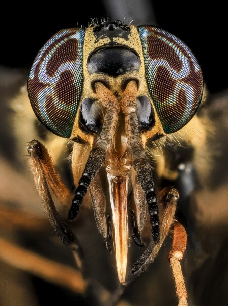 Deer Fly 1, U, Face, MD, PG County 2013-07-02-18.04.42 ZS PMax (9201233098)