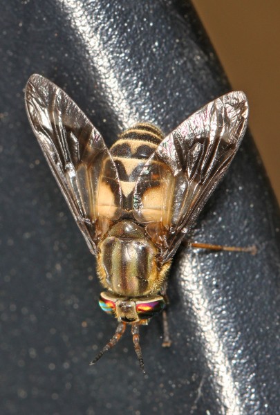 Deer Fly - Chrysops callidus, Andelot Farm, Worton, Maryland