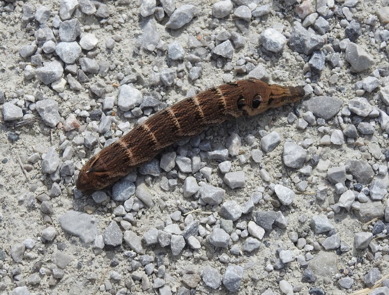 Deilephila elpenorMittlerer WeinschwärmerRaupe 
