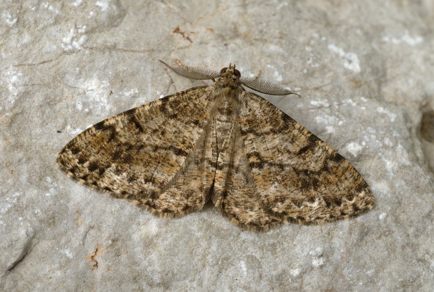 Deileptenia ribeata Buchstein01