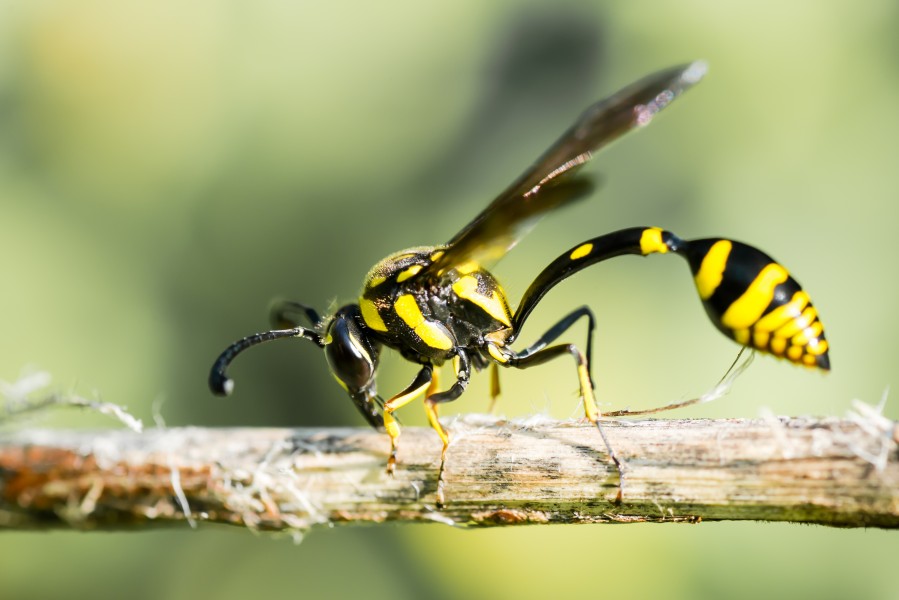 Delta arcuata, potter wasp - Erawan National Park