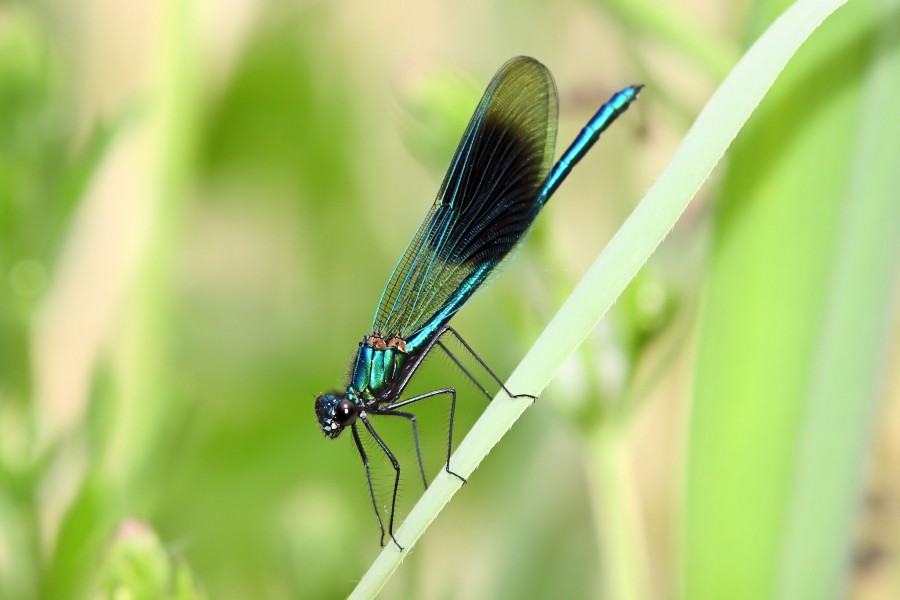 Demoiselle (4683123236)