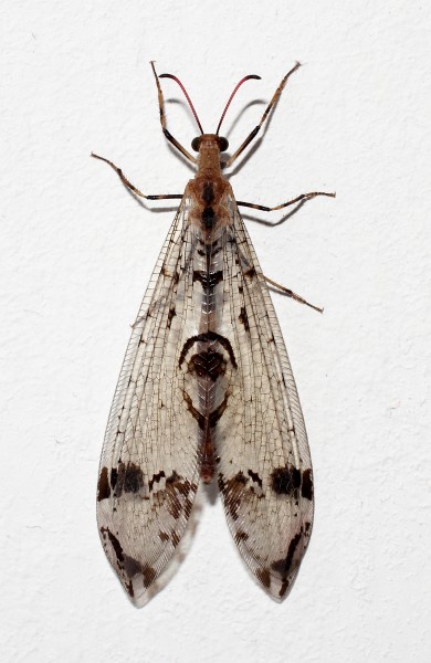 Dendroleon pantherinus-IKAI