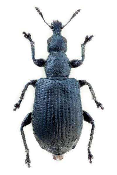 Deporaus betulae f