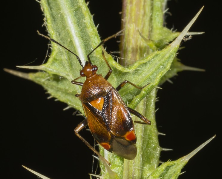Deraeocoris ruber MHNT Type