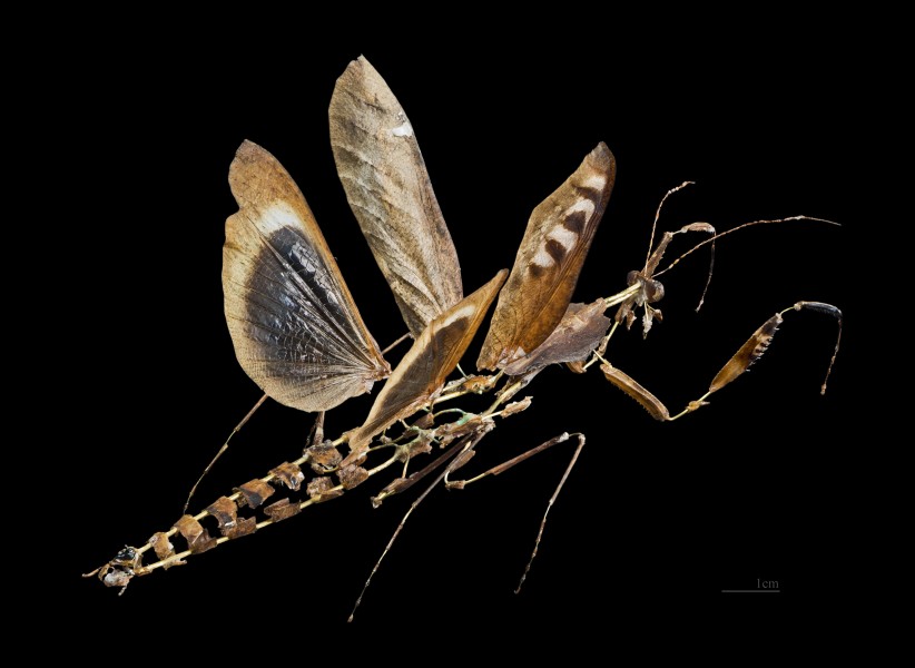 Deroplatys desiccata MHNT CUT 2014 14 7
