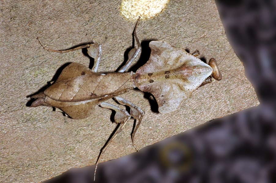 Deroplatys fg01