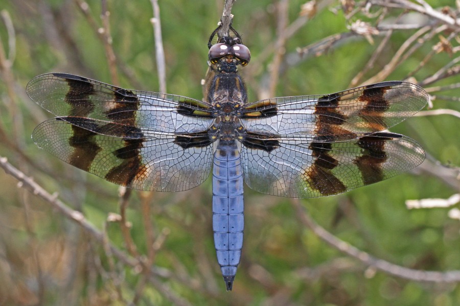 Desert Whitetail - Plathemis subornata, Bitter Lakes National Wildlife Refuge, Roswell, New Mexico - 7299714954