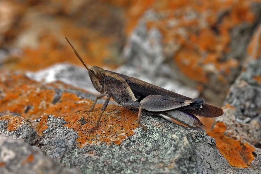 Devil grasshopper (Diabolocatantops axillaris axillaris)