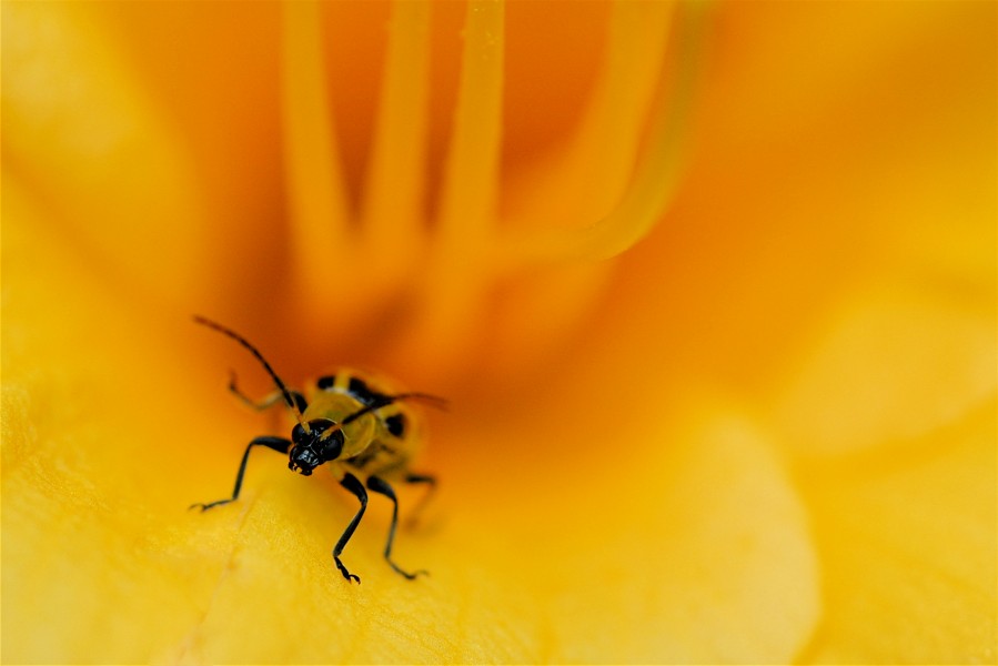 Diabrotica undecimpunctata in yellow flower