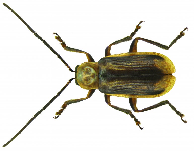 Diabrotica virgifera LeConte, 1868