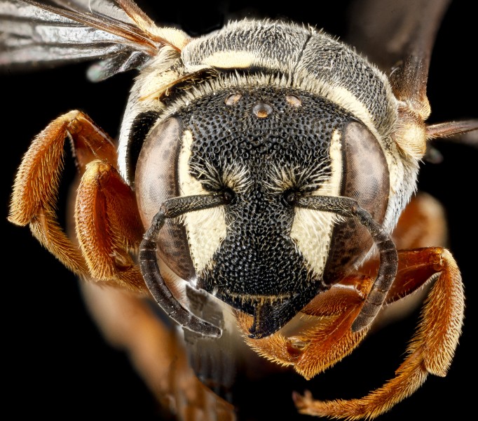 Dianthidium concinnum, F, face, South Dakota, Pennington County 2012-11-27-16.34.04 ZS PMax (8250012160)
