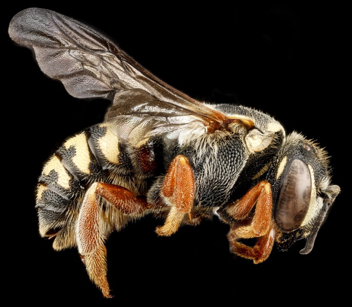 Dianthidium concinnum, F, side, South Dakota, Pennington County 2012-11-27-16.42.34 ZS PMax