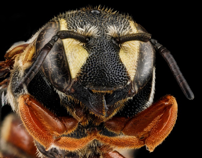 Dianthidium concinnum, M, face, Pennington County, South Dakota 2012-11-19-18.08.51 ZS PMax (8245381167)