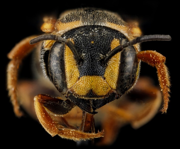 Dianthidium curvatum, F, face, Sandhills, South Carolina 2012-11-15-12.28.31 ZS PMax (8246446690)