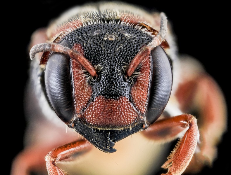 Dianthidium floridiense, Female, Face, Florida, Broward County 2013-11-15-18.00.56 ZS PMax (10966343116)