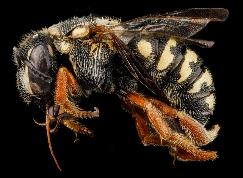 Dianthidium ulkei