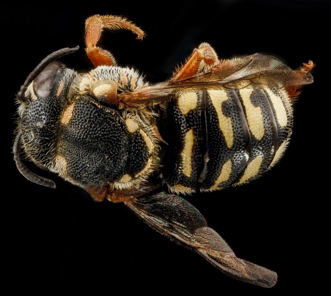Dianthidium ulkei, U, back, Jackson County, South Dakota 2012-11-15-17.03.00 ZS PMax (8209097899)
