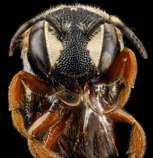 Dianthidium ulkei, U, face, Jackson County, South Dakota 2012-11-15-17.18.24 ZS PMax (8210186094)