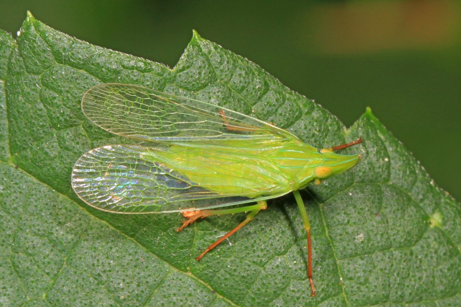 Dictyopharid Planthopper - Rhynchomitra microrhina, Meadowood Farm SRMA, Mason Neck, Virginia - 28524913374
