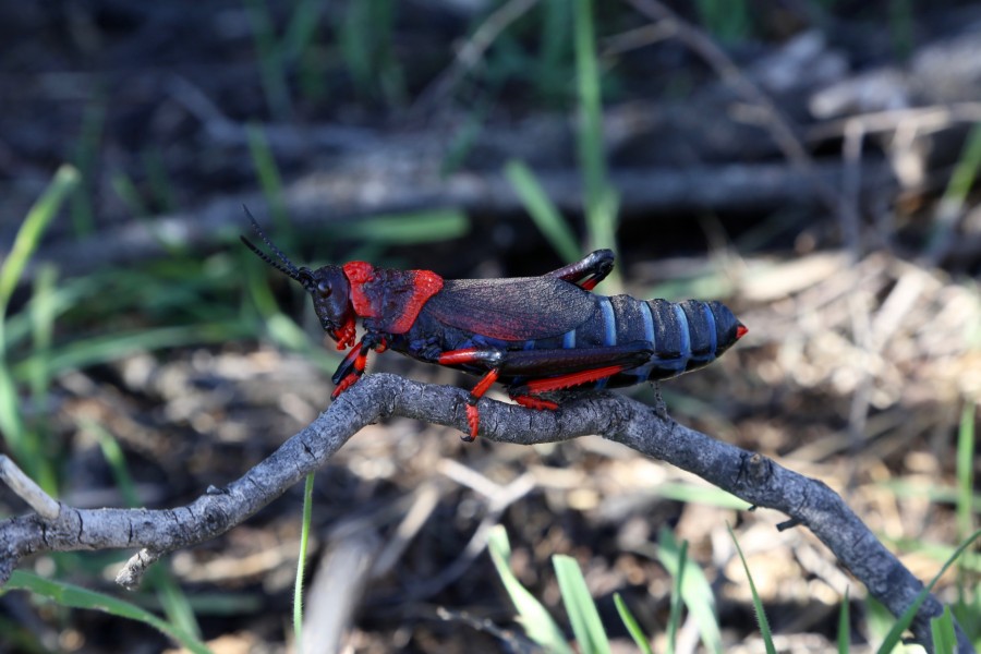 Dictyophorus spumans (Pyrgomorphidae) (37526259126)