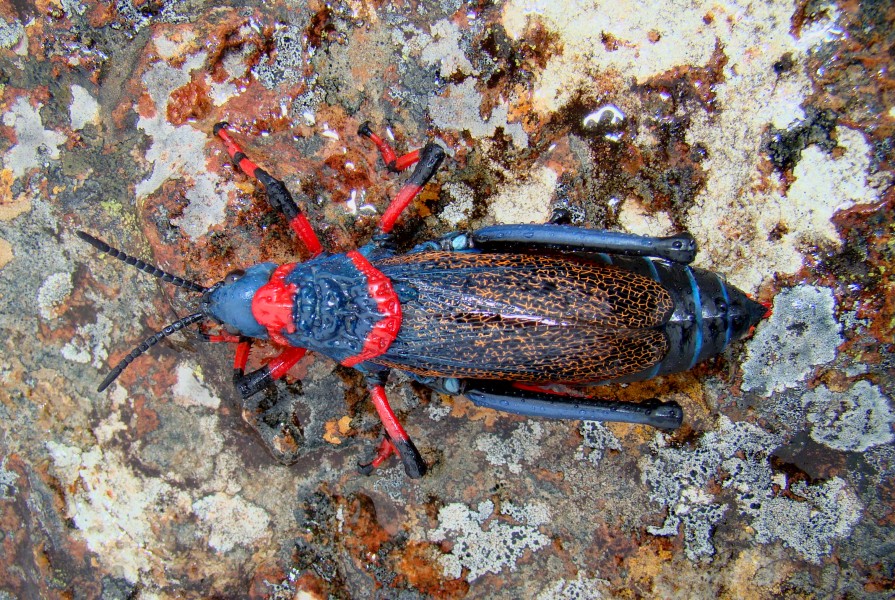 Dictyophorus-Spumans-From-Above