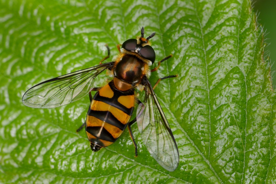 Didea fasciata, Parc de Woluwé, Brussels (33181938994)