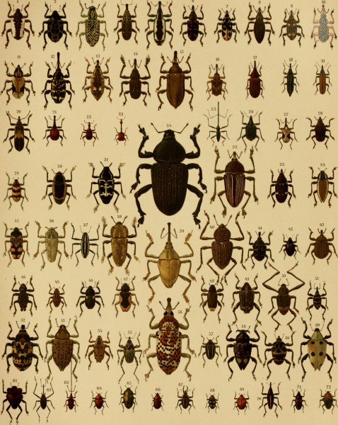 Die exotischen Käfer in Wort und Bild (1908) (20725609818)