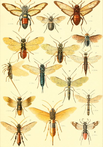 Die insekten Mitteleuropas insbesondere Deutschlands (1914-(26)) (20901976946)