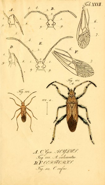 Die wanzenartigen Insecten (Tab. XXXII) (6096548072)