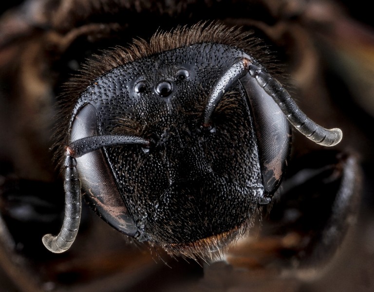 Dieunomia heteropoda, female, face, Anne Arundel County 2012-10-02-11.14.04 ZS PMax (8053316567)