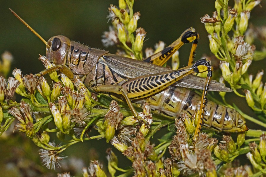 Differential Grasshopper - Melanoplus differentialis, Julie Metz Wetlands, Virginia