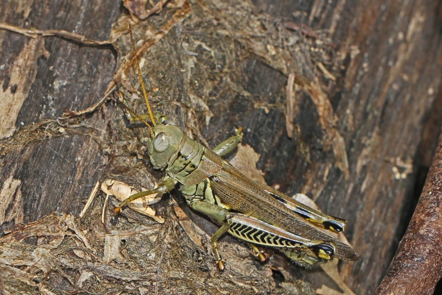 Differential Grasshopper - Melanoplus differentialis, Leesylvania State Park, Woodbridge, Virginia