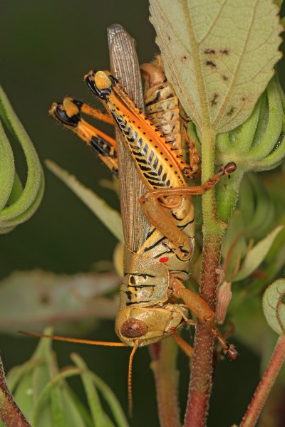Differential Grasshopper - Melanoplus differentialis, Leesylvania State Park, Woodbridge, Virginia - 14630486029