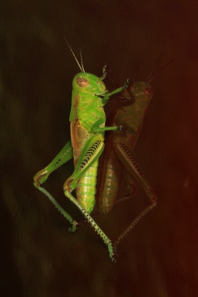 Differential Grasshopper nymph - Melanoplus differentialis, Julie Metz Wetlands, Woodbridge, Virginia