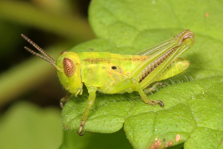 Differential Grasshopper nymph - Melanoplus differentialis, Merrimac Farm Wildlife Management Area, Aden, Virginia