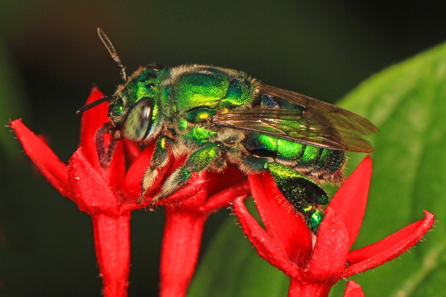 Dilemma Orchid Bee - Euglossus dilemma, Crocodile Lake National Wildlife Refuge, Key Largo, Florida - 23880251941