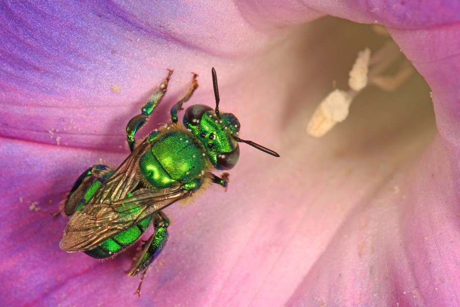 Dilemma Orchid Bee - Euglossus dilemma, Crocodile Lake National Wildlife Refuge, Key Largo, Florida - 25723717145