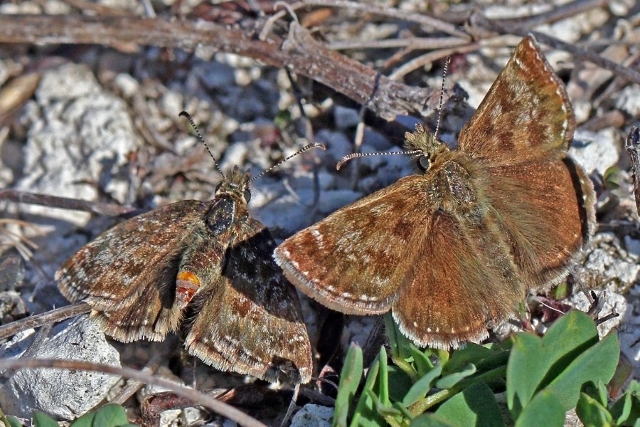 Dingy skipper (Erynnis tages) courting